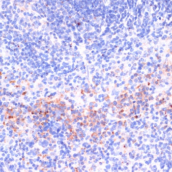 PRF1 Antibody