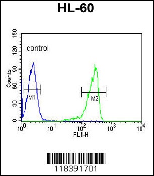 CAPN3 Antibody