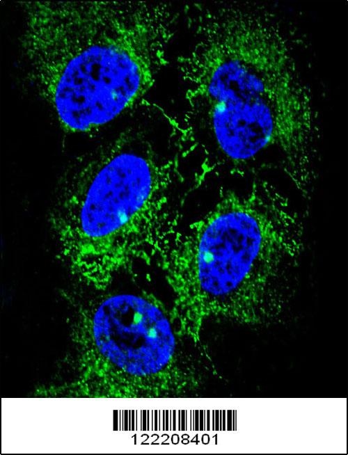 ADH7 Antibody