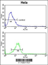 CYP7B1 Antibody