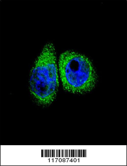 CYP7B1 Antibody