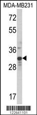 MLX Antibody