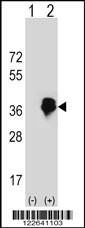 MLX Antibody