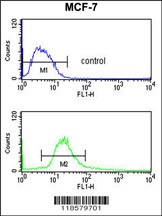 POLDIP2 Antibody