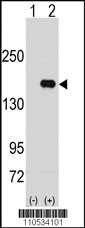 PUM2 Antibody