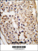 PUM2 Antibody