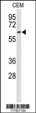 EHD3 Antibody
