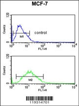 FKBP4 Antibody