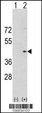 AURKA Antibody
