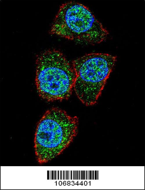 AURKA Antibody