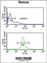 CBS Antibody