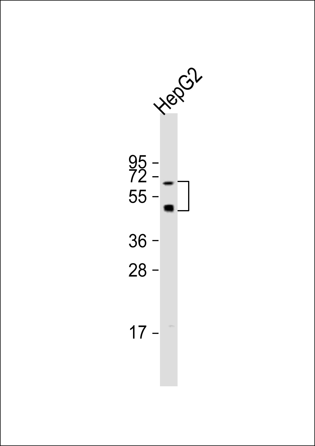 CREB3L1 Antibody