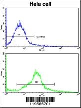 CREB3L1 Antibody