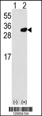 PRDX6 Antibody