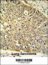 MTHFD1 Antibody