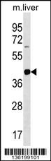 Lims2 Antibody