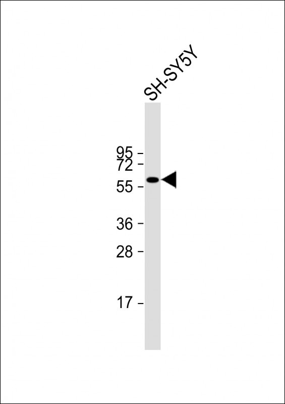 IRX3 Antibody