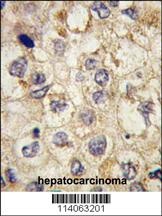 SSR1 Antibody