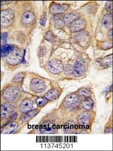 CDH13 Antibody