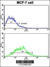 CDH13 Antibody