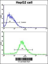 CDH13 Antibody