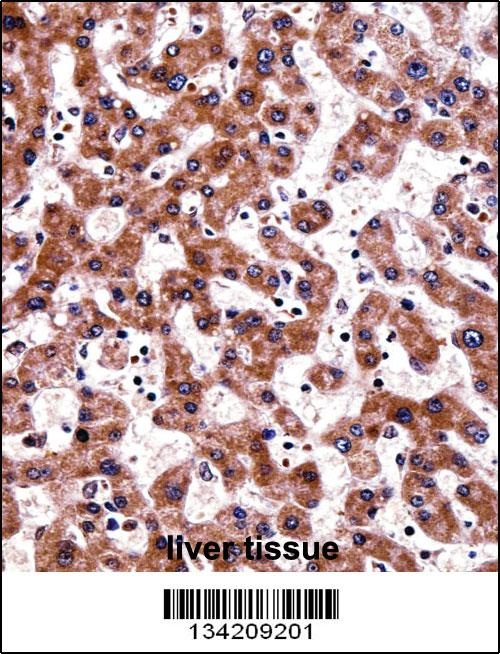 TRAP1 Antibody