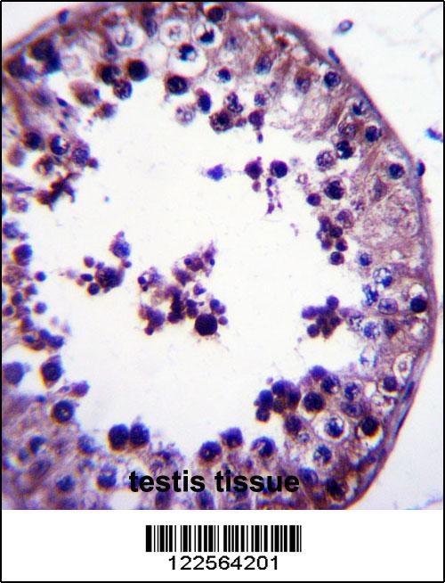 TSNAX Antibody