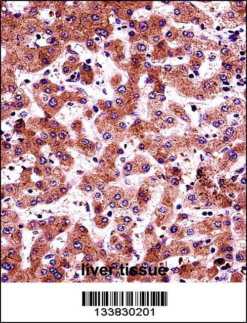 AMBP Antibody