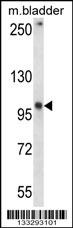 GRID1 Antibody