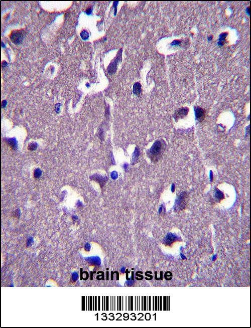 GRID1 Antibody