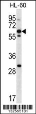 NPTXR Antibody
