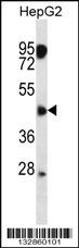 CLMP Antibody