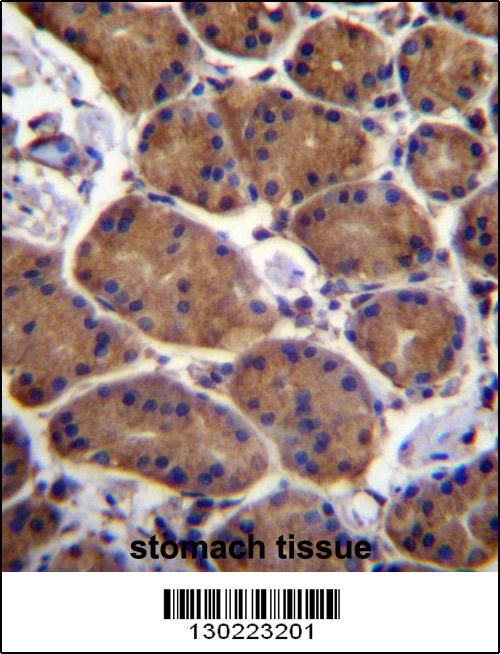 ASPH Antibody