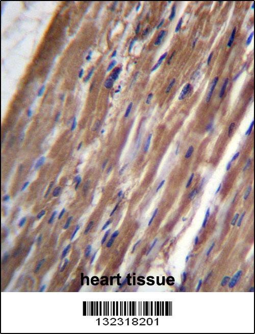 FBLIM1 Antibody