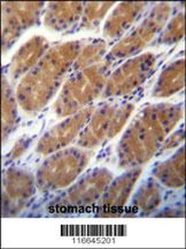 CLDN2 Antibody