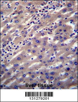 SCP2 Antibody