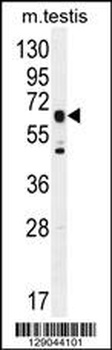 DNAAF3 Antibody