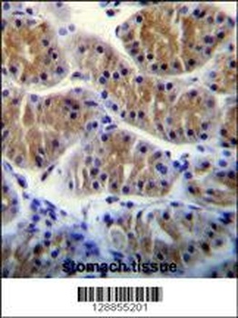 ANKEF1 Antibody