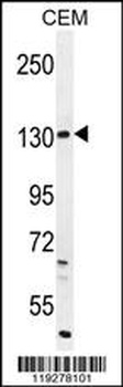 DUOX2 Antibody