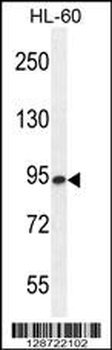 ENGASE Antibody