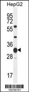 SOHLH1 Antibody