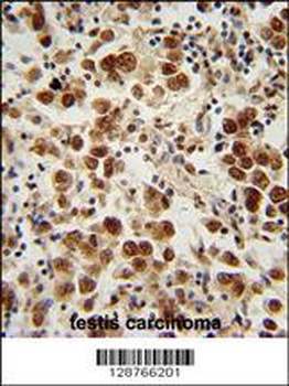 SOHLH1 Antibody
