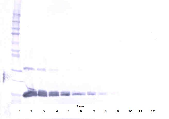 VEGFA Antibody (Biotin)