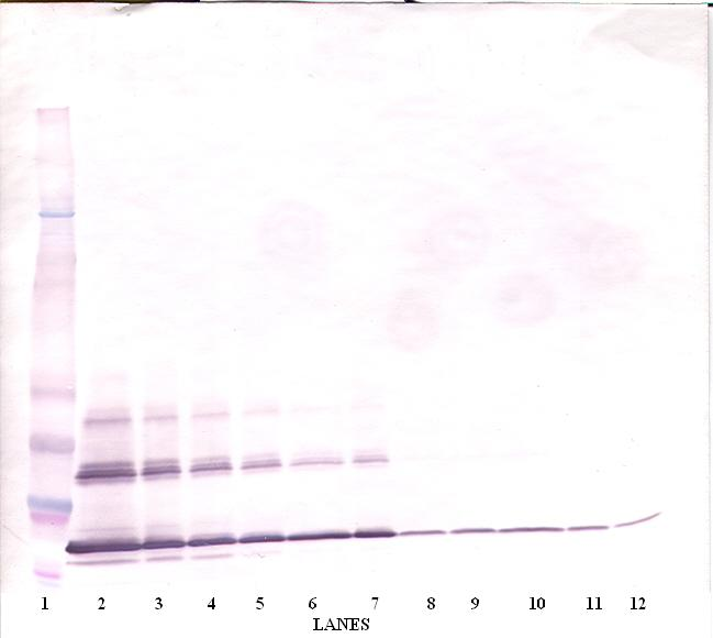 CD40LG Antibody (Biotin)