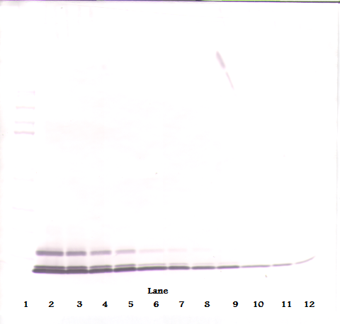 CCL5 Antibody