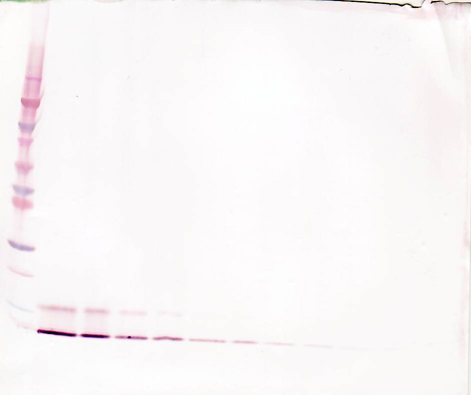 CCL18 Antibody