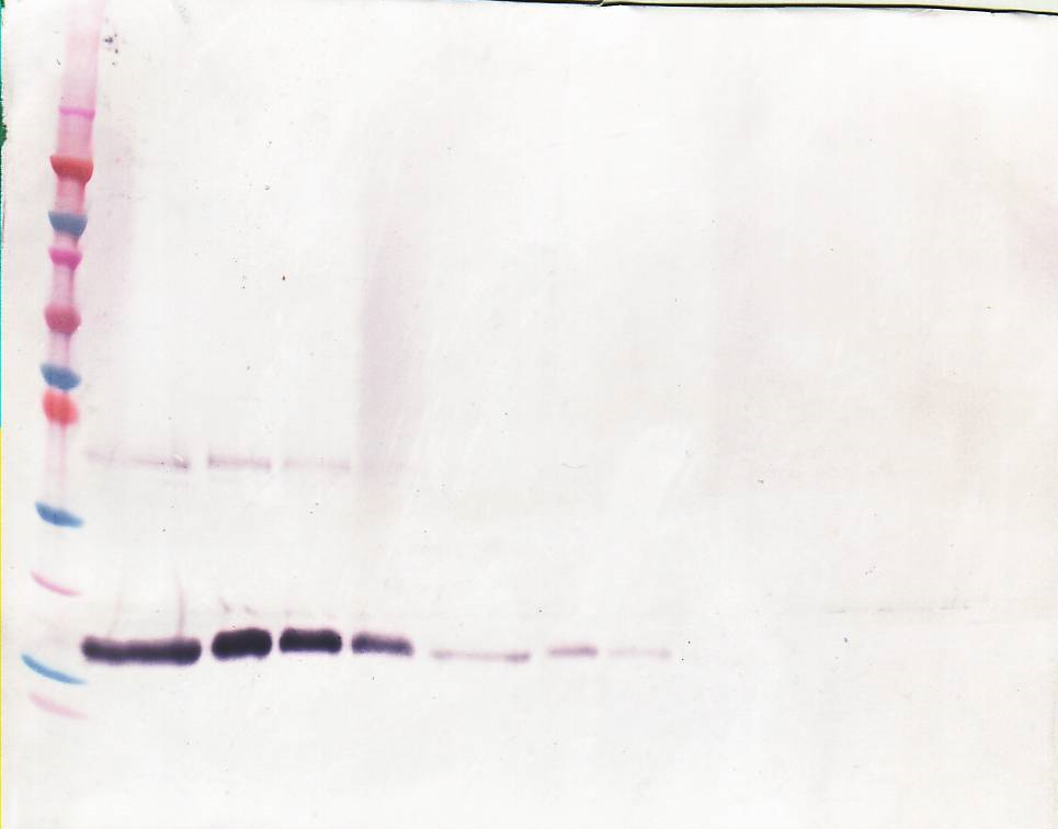 CSF1 Antibody (Biotin)