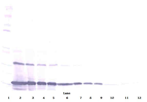 Ccl2 Antibody