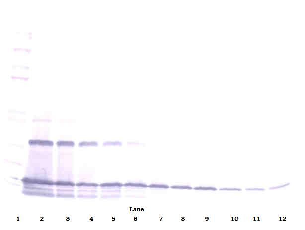 Ccl2 Antibody