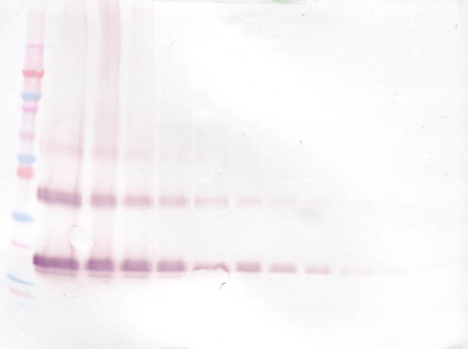 FGF7 Antibody (Biotin)